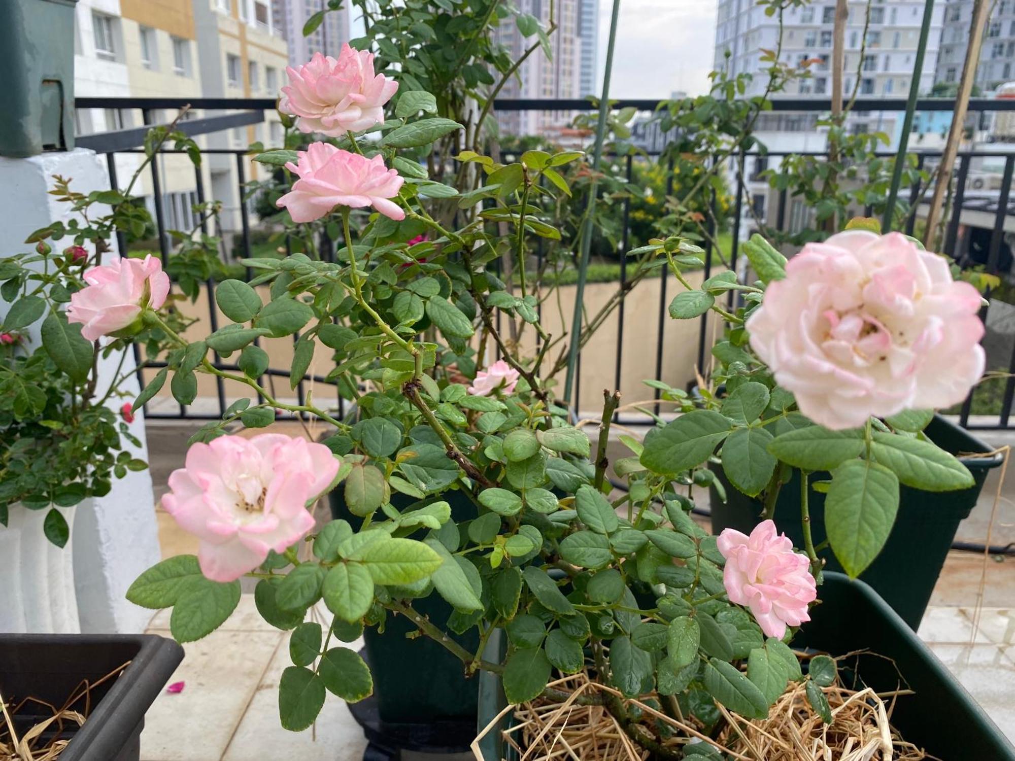 Homey Apartment Хошимин Екстериор снимка